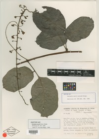 Isotype of Serjania morii Acev.-Rodr. [family SAPINDACEAE]