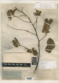 Isotype of Serjania plicata Radlk. [family SAPINDACEAE]