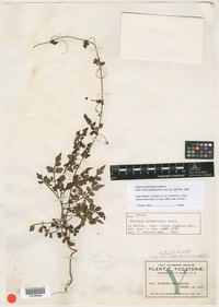 Isotype of Serjania adiantoides Radlk. [family SAPINDACEAE]