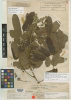Type? of Ormosia excelsa Spruce ex Benth. [family FABACEAE]