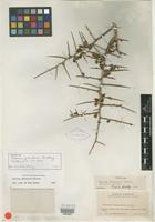 Isotype of Schinus johnstonii F. A. Barkley [family ANACARDIACEAE]