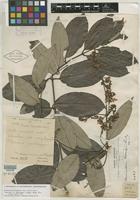 Holotype of Banisteria cinerea Rusby [family MALPIGHIACEAE]
