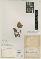 Type of Banisteria quitensis Nied. [family MALPIGHIACEAE]