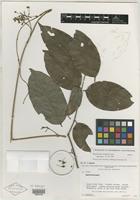 Isotype of Banisteriopsis wurdackii B. Gates [family MALPIGHIACEAE]