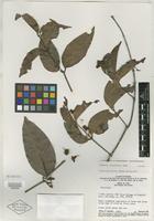 Isotype of Diplopterys cururuensis B. Gates [family MALPIGHIACEAE]