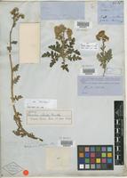 Isotype of Phacelia ciliata Benth. [family HYDROPHYLLACEAE]