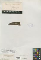 Type of Alsophila lepifera J. Sm. [family PTERIDOPHYTE]