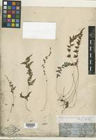 Type of Athyrium cystopteroides D. C. Eaton [family PTERIDOPHYTE]