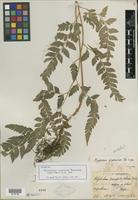 Isotype of Polystichum nipponicum Rosenst. [family PTERIDOPHYTE]