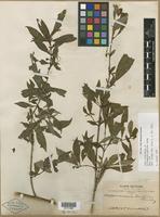 Type of Hoffmannia pallida Rusby [family RUBIACEAE]
