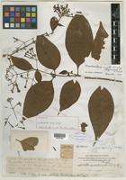 Holotype of Rondeletia ovata Rusby [family RUBIACEAE]