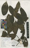 Holotype of Tarenna leonardii N. Hallé [family RUBIACEAE]