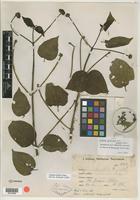 Type of Lantana glutinosa var. rugosa Moldenke [family VERBENACEAE]