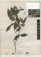 Type? of Nauclea lanceolata Blume [family RUBIACEAE]