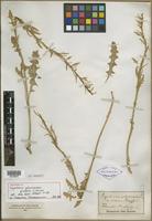 Holotype of Sisymbrium polyceratium var. hirsutum Kuntze [family BRASSICACEAE]