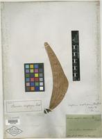 Isotype of Sterculia scaphigera Wall. [family STERCULIACEAE]