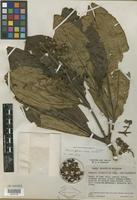 Isotype of Miconia glandulistyla Wurdack [family MELASTOMATACEAE]