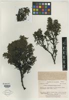 Isotype of Miconia stenophylla Wurdack [family MELASTOMATACEAE]