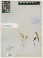 Isotype of Oenothera tanacetifolia Torr. & A. Gray [family ONAGRACEAE]