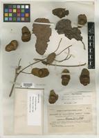 Syntype of Terminalia blancoi Merr. [family COMBRETACEAE]