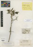 Syntype of Acalypha subvillosa Müll. Arg. [family EUPHORBIACEAE]