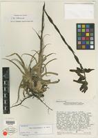 Isotype of Puya silvae-baccae L. B. Sm. [family BROMELIACEAE]