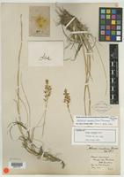 Syntype of Abama montana Small [family LILIACEAE]