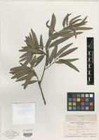 Type of Quercus phellos f. intonsa Fernald [family FAGACEAE]