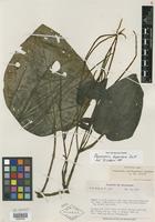 Type of Peperomia clivigaudens Yunck. [family PIPERACEAE]
