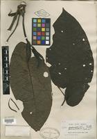 Type of Piper percostatum Trel. [family PIPERACEAE]