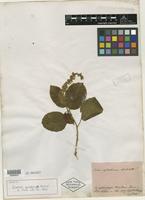 Isotype of Croton sylvaticus Hochst. [family EUPHORBIACEAE]