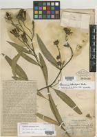 Isoepitype of Flourensia heterolepis S. F. Blake [family ASTERACEAE]