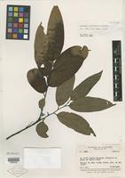 Type of Douradoa consimilis Sleumer [family OLACACEAE]