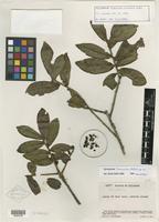 Holotype of Symplocos truncata B. Ståhl [family SYMPLOCACEAE]
