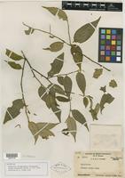 Isotype of Symplocos colombonensis Noot. [family SYMPLOCACEAE]
