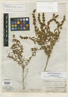 Isotype of Buddleja utahensis Coville [family BUDDLEJACEAE]