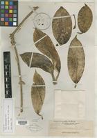 Isotype of Hoya crassicaulis Elmer [family ASCLEPIADACEAE]