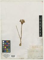 Type of Iris reticulata M. Bieb. [family IRIDACEAE]