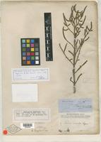 Isotype of Salicornia bigelovii Torr. [family CHENOPODIACEAE]