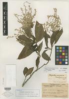 Isotype of Achyranthes mangarevica Suess. [family AMARANTHACEAE]