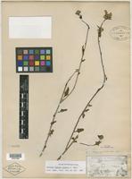 Syntype of Celosia palmeri S. Watson [family AMARANTHACEAE]