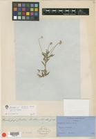 Type of Gomphrena debilis Mart. [family AMARANTHACEAE]