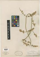 Type of Hebanthe palmeri S. Watson [family AMARANTHACEAE]