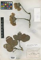 Isotype of Cordia morelosana Standl. [family BORAGINACEAE]