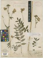 Type of Polemonium vanbruntiae Britton [family POLEMONIACEAE]