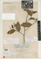 Isotype of Leretia ampla Miers [family ICACINACEAE]