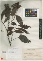 Isotype of Alectryon fuscus Radlk. [family SAPINDACEAE]