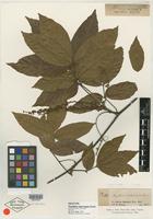 Isotype of Paullinia interrupta Benth. [family SAPINDACEAE]