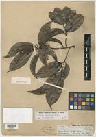 Isotype of Talisia multinervis Radlk. [family SAPINDACEAE]