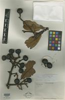 Holotype of Persea campii L. E. Kopp [family LAURACEAE]
